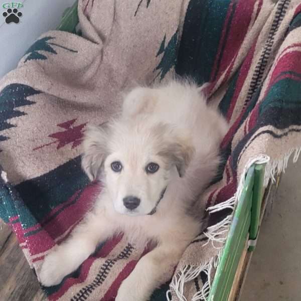Jonah, Saint Bernard Mix Puppy